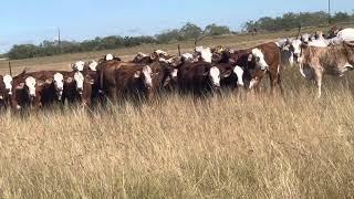 F1 Braford Replacement Heifers