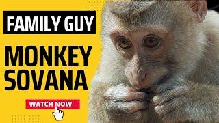 Monkey Sovana Young Mom Take Care New Abandoned Baby Monkey |Family Guy Monkey