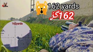 Pigeons Hunt at 162yards with AGT Uragan