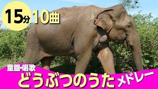 動物のうた・童謡メドレー〈15分10曲〉0~3歳児におすすめ！ぞうさん【途中スキップ広告ナシ】アニメーション/日本語歌詞付き_Sing a medley ofJapanese song