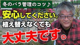 【バラの育て方】冬のバラ管理のコツ安心してください。植え替えなくても大丈夫です。（2023年12月8日）