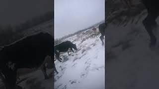 Подготовка Коровки к Зимним Олимпийским Играм В ПЕКИНЕ 2022  СНЕЖНАЯ ТРАССА ЭКСТРИМАЛЬНАЯ ЕЗДА