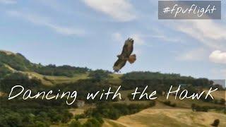 Amazing Dance with a Hawk - FPV Flight