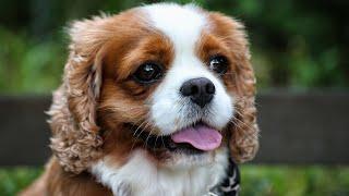 Training a Cavalier King Charles Spaniel   Obedience and Tricks