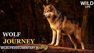 Wolf Journey | Tamil Documentary| Wildlife Full Documentary in Tamil