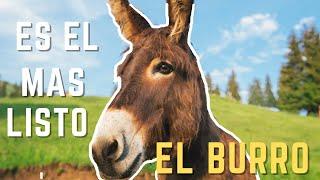 "El BURRO: un animal trabajador e inteligente" MINIDOCUMENTAL