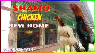 SHAMO CHICKEN NEW HOME in MATALASIK SHAMO FARM #shamochicken #chickenfarming #chicken