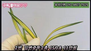 3월12일(수) 호정무지,입변중투,무명호피반,무명중투,선광화,홍옥,천일,입변사피,금하소무지,무명소심  좋은 품종들 판매합니다. 많은 성원 부탁드립니다 #춘란 반려식물