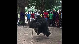 Meme, Africa Demon dance #dance #meme