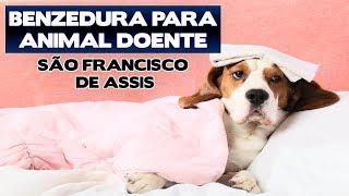 BENZEDURA FOR SICK ANIMALS - ALL - IN THE ENERGY OF SAN FRANCISCO - Benza Comigo!