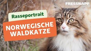 Rasseportrait: Norwegische Waldkatze