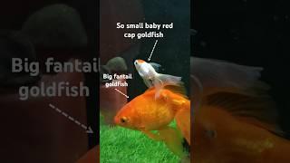 This fish is so small in front of fantail goldfish  #shorts #short #aquarium#goldfish #aquariumfish