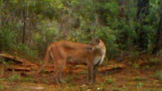 Florida Panther on the Florida Panther National Wildlife Refuge