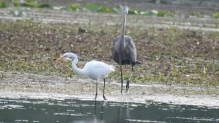 Great Blue Heron vs Great Egret
