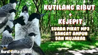 Suara kutilang ribut + kejepit.