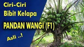 Characteristics of F1 Original Pandan Coconut Seeds