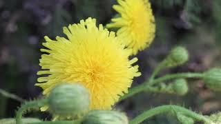 PERENNIAL SOW THISTLE (Sonchus arvensis)