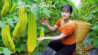 AMAZING HARVESTING Sponge Gourd & Eggplant Goes to market sell/Gardening