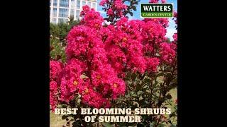 Blue Girls Gardener – Lisa’s Blooming Shrubs of Summer