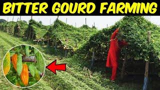 Bitter Gourd Farming | Indigenous Bitter Gourd Cultivation Technology