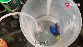 给多莉洗个淡水澡，给海水鱼泡淡水，去除寄生虫，掌握这几点就行