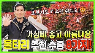 가성비 최고! 울타리나무 추천 수종 8가지! 식재방법까지! #정원수 #조경수 #생울타리 #울타리 #나무왕 #에버그린농원