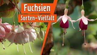 Fuchsien-Pracht aus dem Harz | MDR Garten