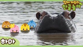 * Hippo * | Learn Animals Name in Korean | Katuri | Learn Korean | Learn Animals