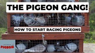 Pigeon Racing For Beginners. part 1 (Ep 53)