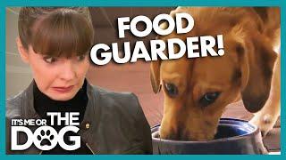 Owners Concerned by Dog's Aggression at Meal Time | It's Me or The Dog