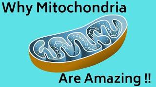 Mitochondria Function