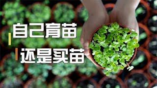 自己育苗还是买苗？利弊分析和好物推荐  Grow seedlings yourself or buy seedlings （Pros and Cons Analysis ）