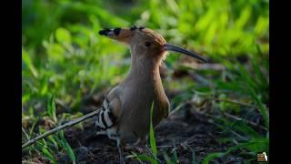 Bird Photography | Upupa - Hoopoe | Fotografia Naturalistica