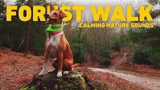 [NO ADS] Dog TV for Dogs  Virtual Dog Walk - Walking in the Forest  Calming Nature Sounds