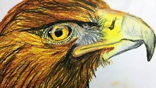 How to draw Eagle head | Learn Drawing For Kids | Simple Techie Artist