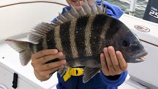 CHUMMING For Sheepshead (Quick & Easy Way To Catch Dozens Of Them)