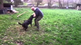 Engie Marmak-Rotti -1 year old, short video from defense hause trening