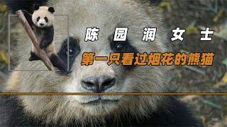 陳園潤的傳奇熊生，不僅是花花干媽，還是第一只看過煙花的熊貓