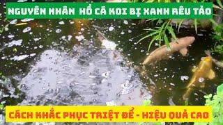 Nguyên Nhân Hồ Cá Koi Bị Xanh Rêu Tảo ? Cách Khắc Phục Triệt Để Hiệu Quả Cao #hocakoi #hokoibixanh