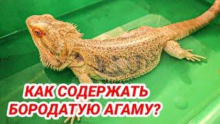 Бородатая агама уход и содержание. Как ухаживать за бородатой агамой