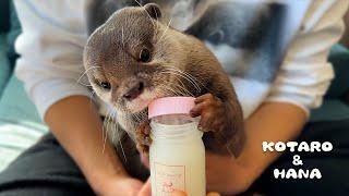 Injured Otter Gets Medicine on His Paws