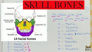 SKULL BONES - EASY AND FUNNY WAY TO REMEMBER - Hindi