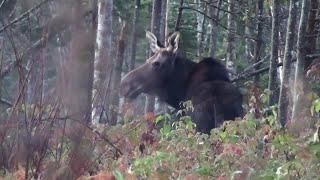 Ticks threaten Maine's moose amid shorter winters