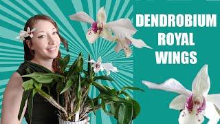 DENDROBIUM ORCHID CARE - DENDROBIUM Royal Wings! LATOURIA ORCHID CARE. Dendrobium Bloom Tips!