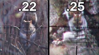 Squirrel Hunting .22 vs .25 Comparison