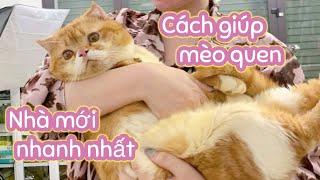 Cách Để Mèo Làm Quen Nhà Mới Và Yêu Quý Bạn Nhanh Nhất | @MiuMập