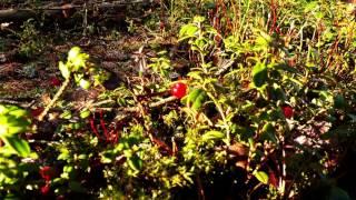 Lingonberries Finnish Winter.