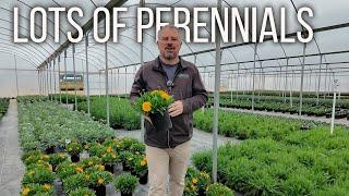 20 Plus Flowering Perennials! - Join us on a Greenhouse Tour!