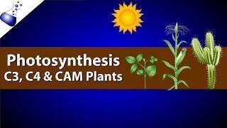 Photosynthesis: Comparing C3, C4 and CAM