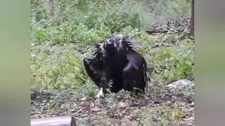 The curious walk of this Cinereous vulture.|| VirallHunt